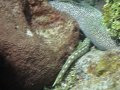 Eels catching Octopus